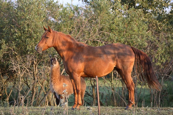 Horse and llama sharing a Saskatchewan pasture — Stock Photo, Image