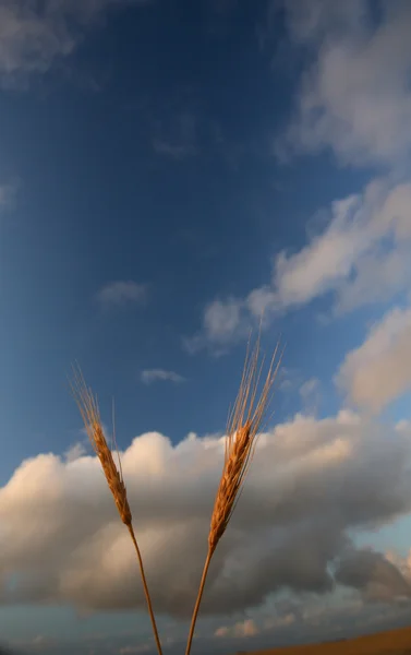 Дозрівання зерна в мальовничому Саскачеван — стокове фото
