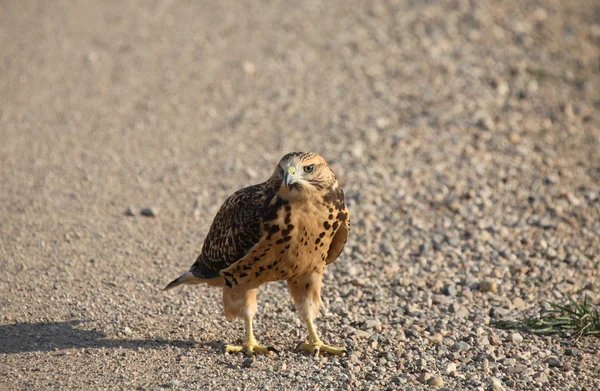 Jeune faucon sur une route de campagne de la Saskatchewan — Photo