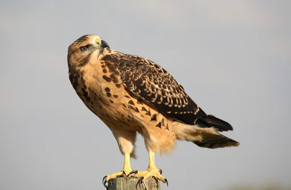 Close up of a young hawk in scenic Saskatchewan — Stock Photo, Image