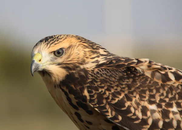 Primer plano de un joven halcón en el pintoresco Saskatchewan — Foto de Stock
