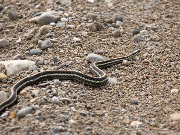 Подвязка змея, пересекающая сельскую дорогу Саскачевана — стоковое фото