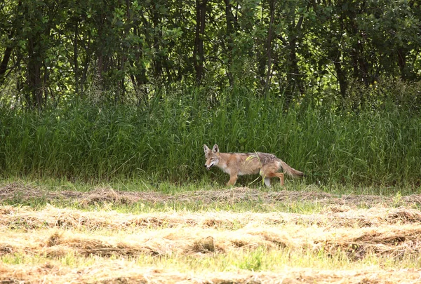Mladí kojot v poli seno saskatchewan — Stock fotografie