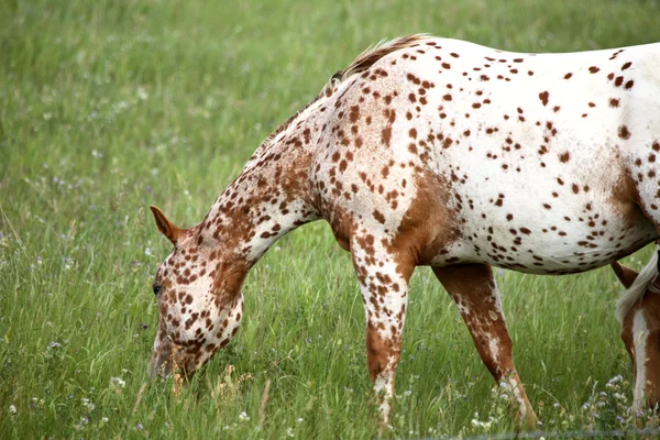Cavalo manchado pastando em um pasto de Saskatchewan — Fotografia de Stock