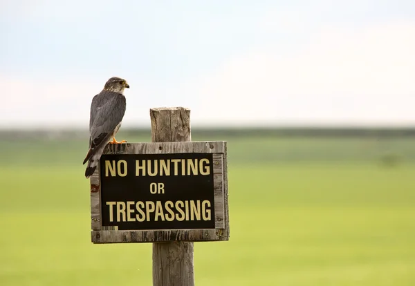 stock image Kestrel on No Hunting sign in scenic Saskatchewan
