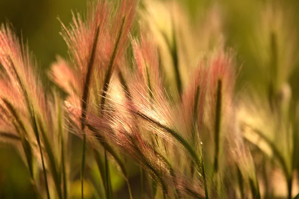 アワ大麦風光明媚なサスカチュワンのヘッド — ストック写真
