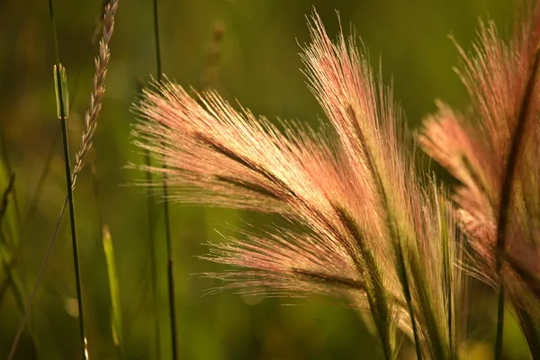 在风景秀丽的萨斯喀彻温谷子大麦的首长 — 图库照片
