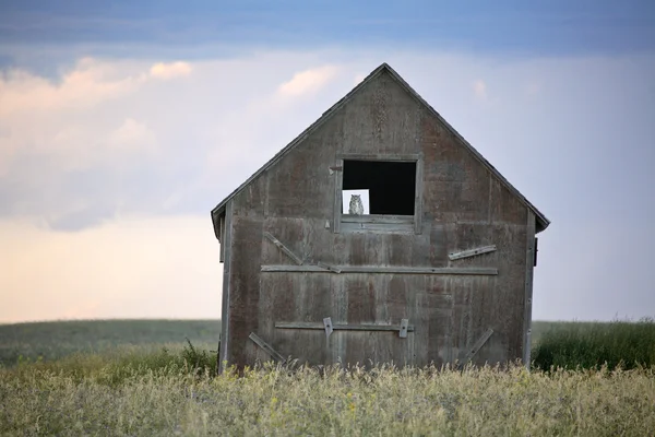 Búho en una vieja ventana de granero de Saskatchewan — Foto de Stock