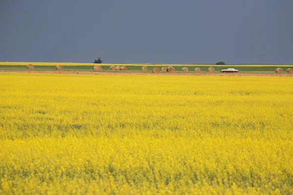Coltivazione di canola in fiore nel panoramico Saskatchewan — Foto Stock