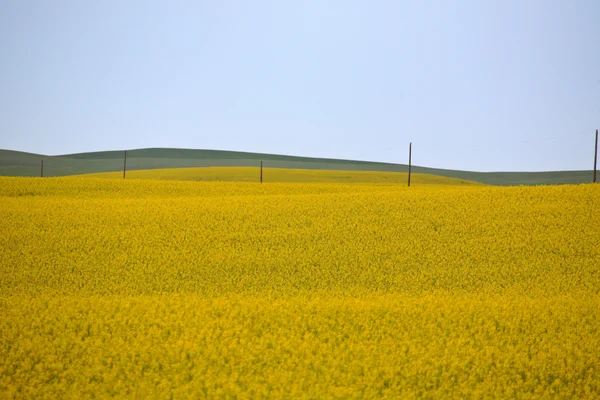 Canola cultura em flor em Saskatchewan cênica — Fotografia de Stock