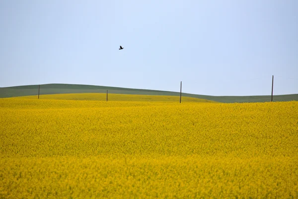 Coltivazione di canola in fiore nel panoramico Saskatchewan — Foto Stock