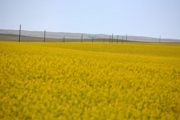 Cultivo de canola en flor en Saskatchewan escénico — Foto de Stock