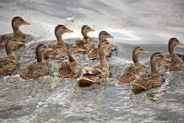 Blue-winged Teal hen with ducklings in a Saskatchewan pond — Stock Photo, Image