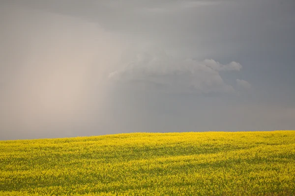 Avvicinamento pioggia nella scenica Saskatchewan — Foto Stock