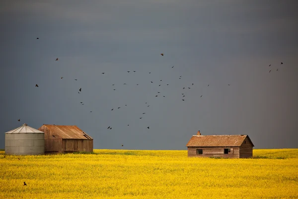 Blackbirds voando sobre como uma tempestade se aproxima — Fotografia de Stock