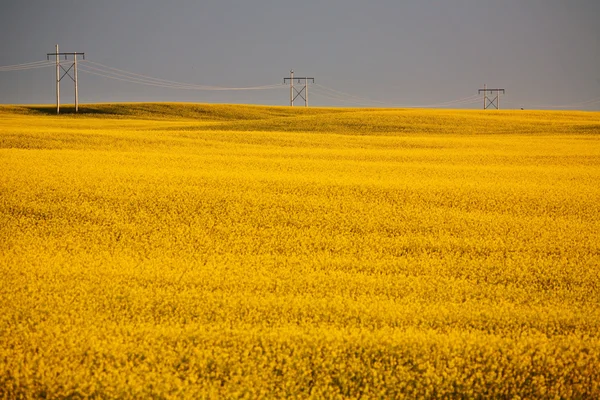 Nuvole di tempesta su un raccolto di colza del Saskatchewan — Foto Stock