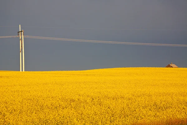 Nubes de tormenta sobre una cosecha de canola de Saskatchewan — Foto de Stock