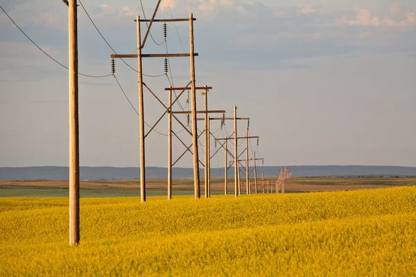 Grain crops growing in scenic Saskatchewan — Stock Photo, Image