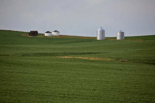 Getreideanbau im malerischen Saskatchewan — Stockfoto