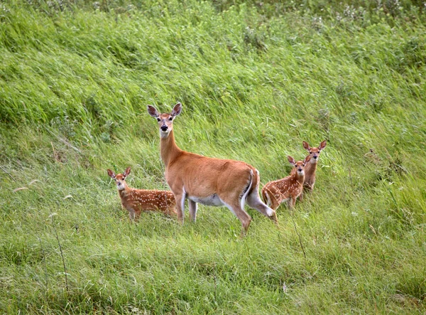 White-tailed doe with three fawns in a Saskatchewan field — Stock Photo, Image