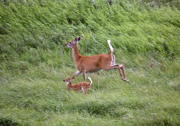 白尾 doe 和小鹿在萨斯喀彻温场中运行 — 图库照片