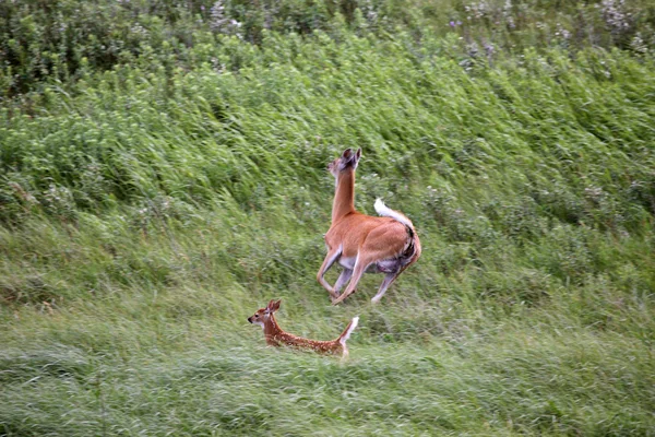 白尾 doe 与萨斯喀彻温场中的三个小鹿 — 图库照片