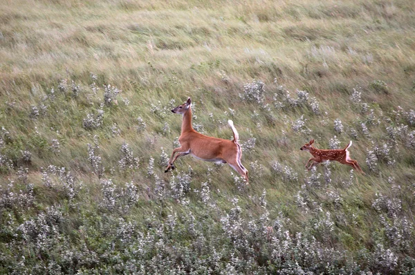 サスカチュワン フィールドの 3 つの子鹿と白いオジロジカ doe — ストック写真