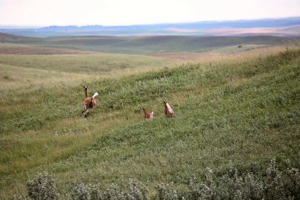 # Doe and two fawns running through a Satchewan field # — Foto Stock