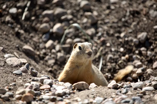 Gopher peaking from hole in road in scenic Saskatchewan — Stock Photo, Image