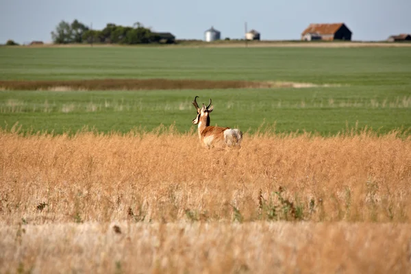 Samec antilopy v poli saskatchewan — Stock fotografie
