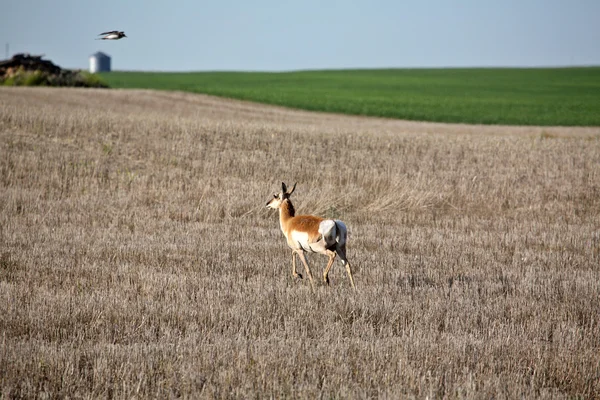 Antilopenweibchen in einem Stoppelfeld in Saskatchewan — Stockfoto
