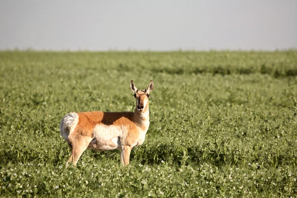 Weibliche Antilope in einem Erbsenfeld in Taskatchewan — Stockfoto