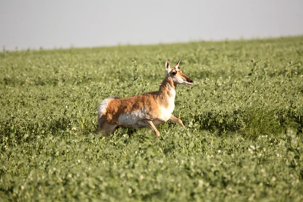 Weibliche Antilope in einem Erbsenfeld in Taskatchewan — Stockfoto