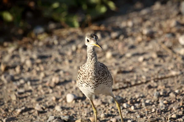Upland Sandpiper on a Saskatchewan country road — Stock Photo, Image