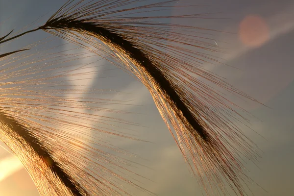 サスカチュワン州の風光明媚な設定の太陽に照らされたアワ大麦 — ストック写真