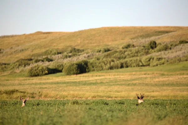 2 つのミュール鹿サスカチュワン干し草フィールドで休んでの木びき台します。 — ストック写真