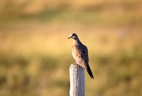 Mourning Dove perched on fence post in scenic Saskatchewan — Stock Photo, Image