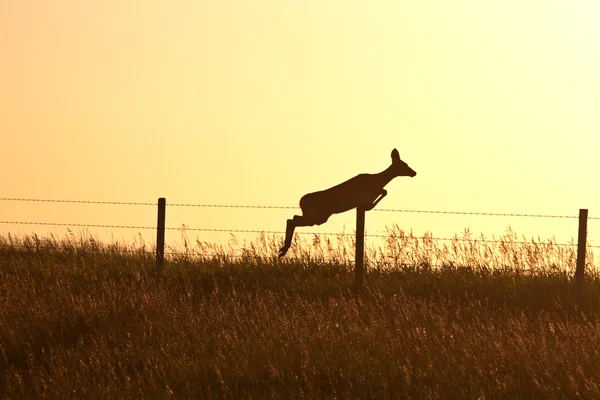 Doe leaping over a barbed wire fence in scenic Saskatchewan — Stock Photo, Image