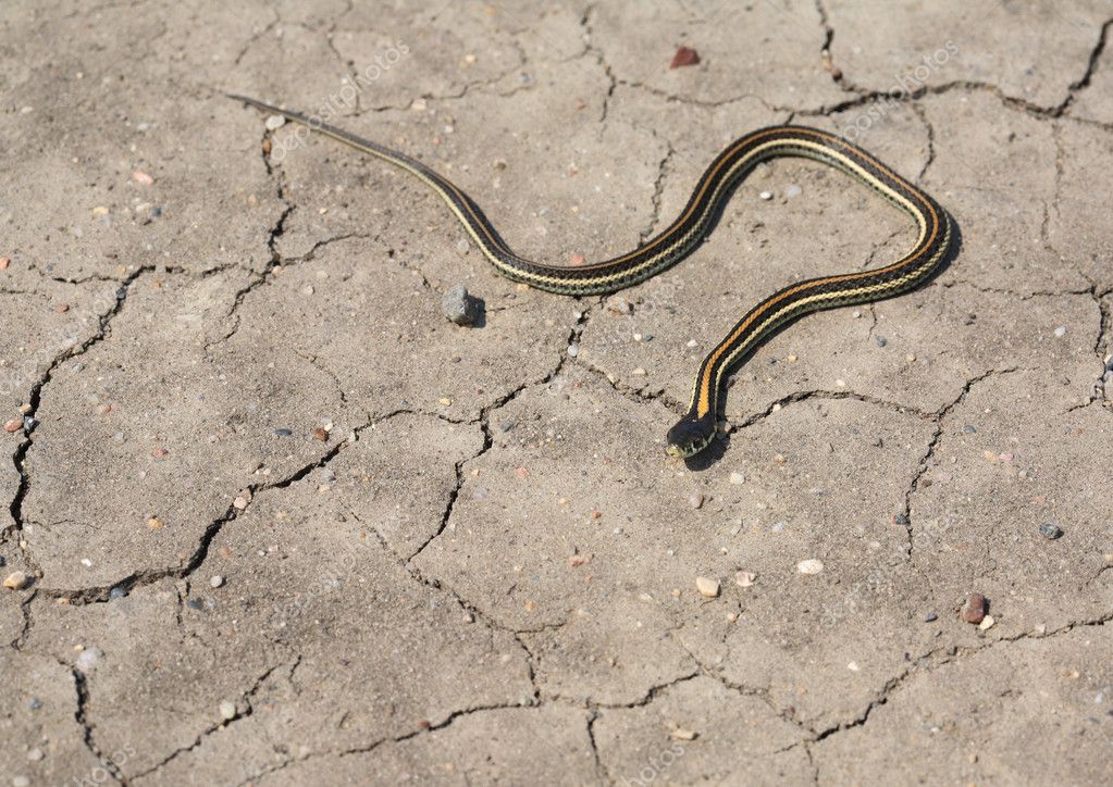 Baby garter snake crossing a Saskatchewan road — Stock Photo ...