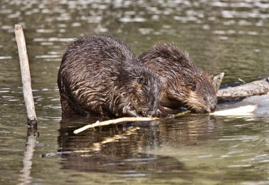 Beaver at Work clipart