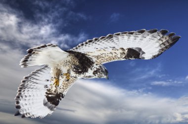 Rough Legged Hawk in Flight clipart