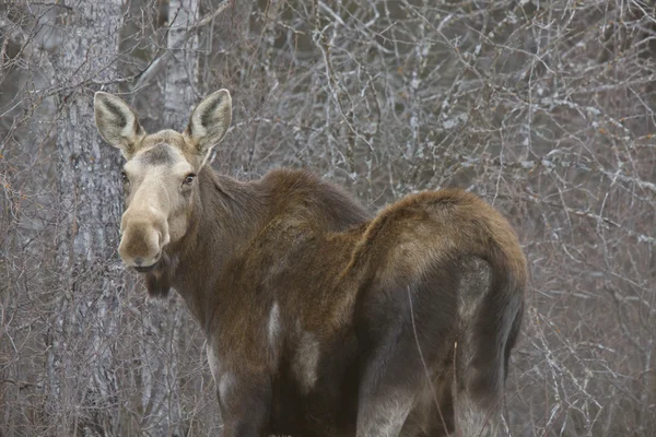 Moose in Winter — Stock Photo, Image