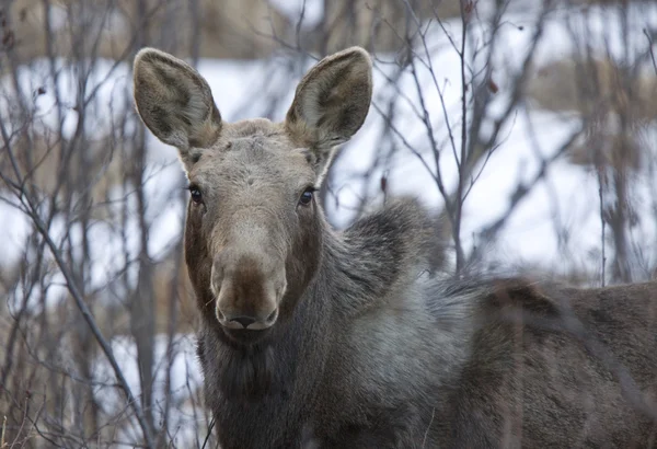 Moose in Winter — Stock Photo, Image