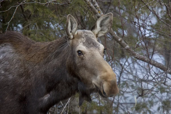 Moose in de winter — Stockfoto