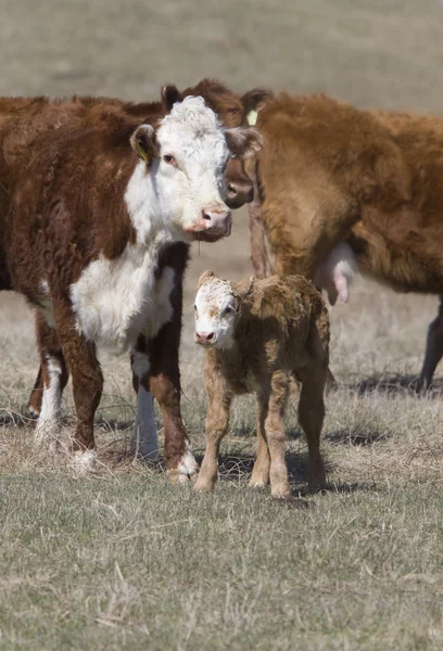 Newborn Calf — Stock Photo, Image