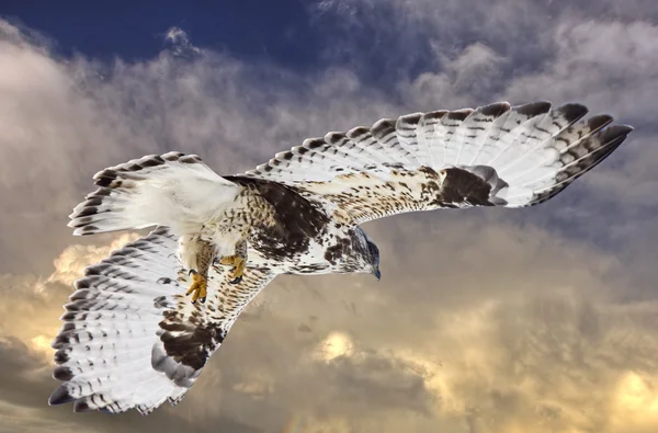 Grova ben hawk under flygning — Stockfoto