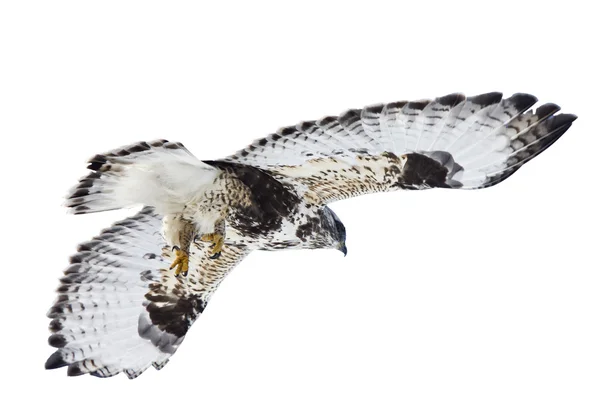 Rough Legged Hawk in Flight — Stock Photo, Image