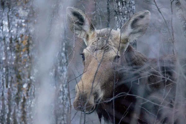 겨울에 있는 큰사슴 — 스톡 사진