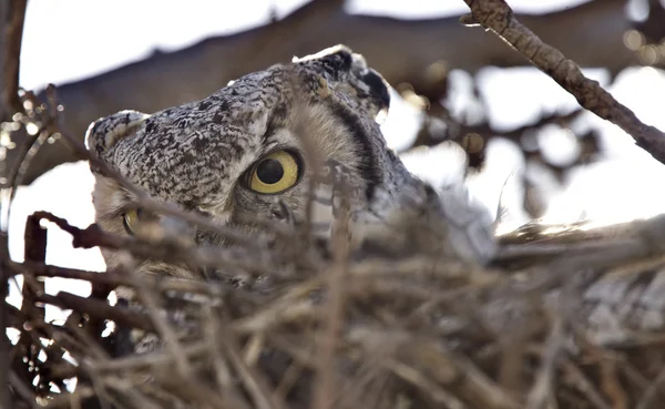 Great horned owl in nest — Stockfoto