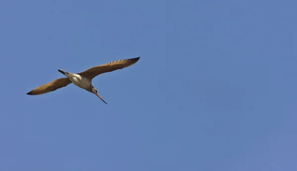 비행 godwit — 스톡 사진